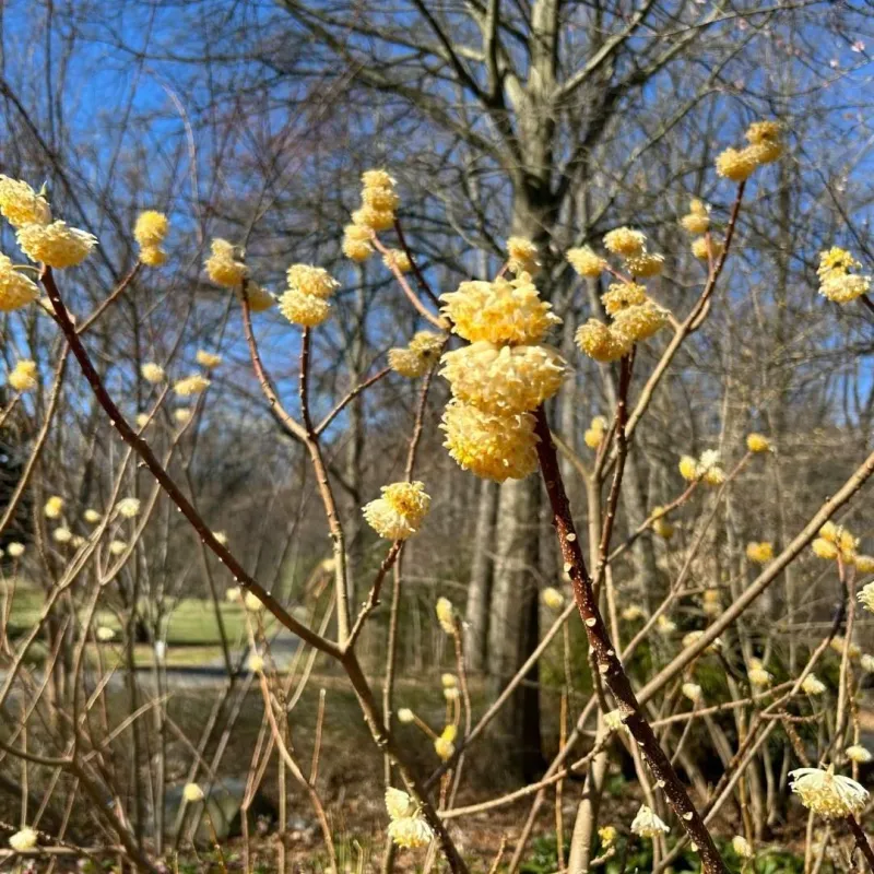 Fragrant Yellow Blooms Brighten The Bare Branches Fragrant Yellow Blooms Brighten The Bare Branches