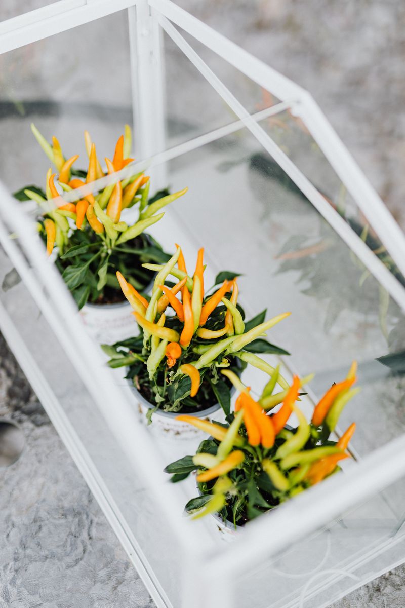 Frame The Door With Ornamental Peppers