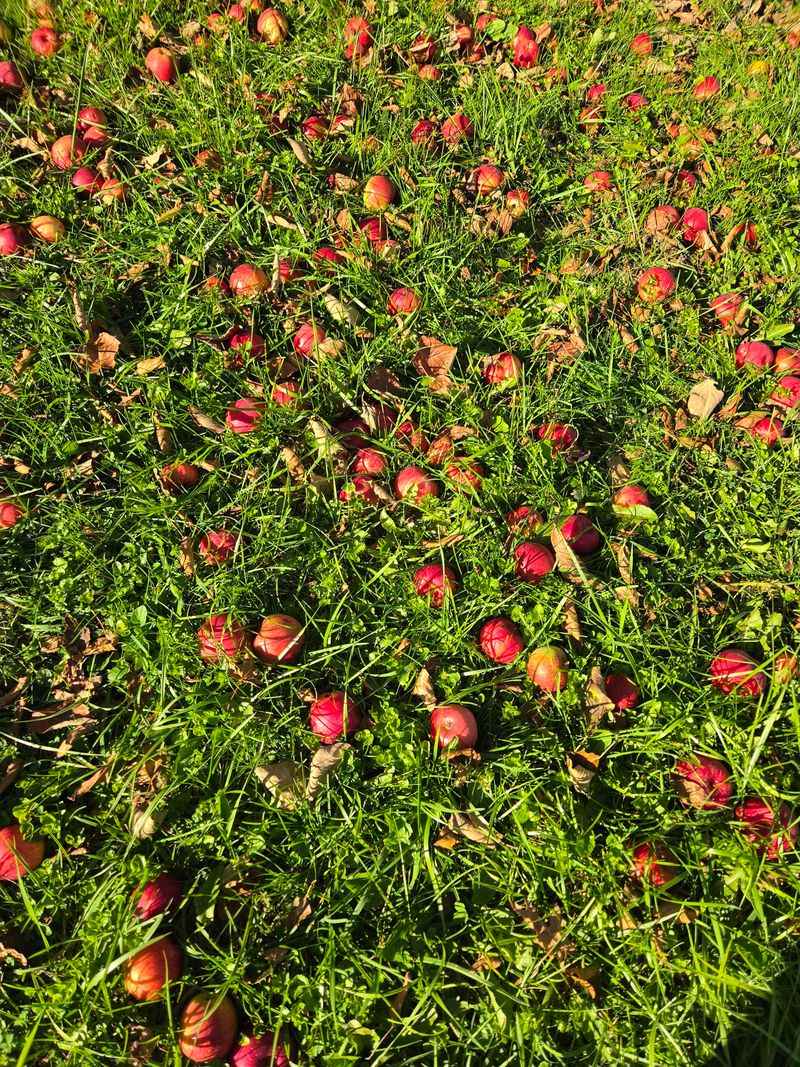 Free Organic Matter That Feeds Missouri Soil Through Winter