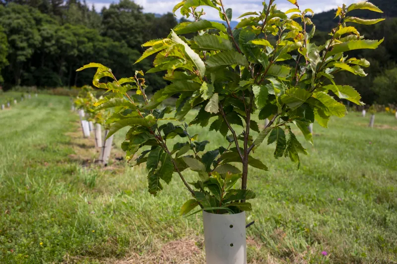 Free Seedlings Are Planned For New York City Residents