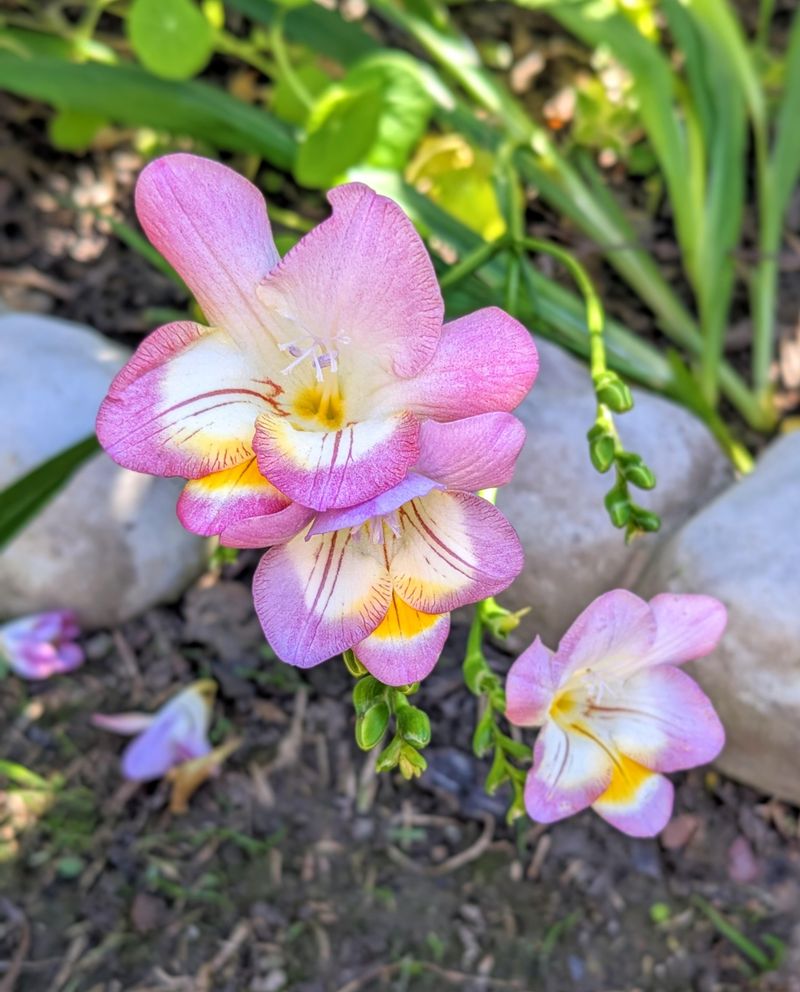 Freesia Brings Fragrance To Mild Gardens Freesia Brings Fragrance To Mild Gardens