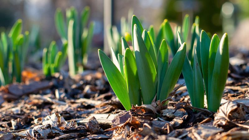 Freeze And Thaw Cycles Can Push Shallow Bulbs Upward Freeze And Thaw Cycles Can Push Shallow Bulbs Upward