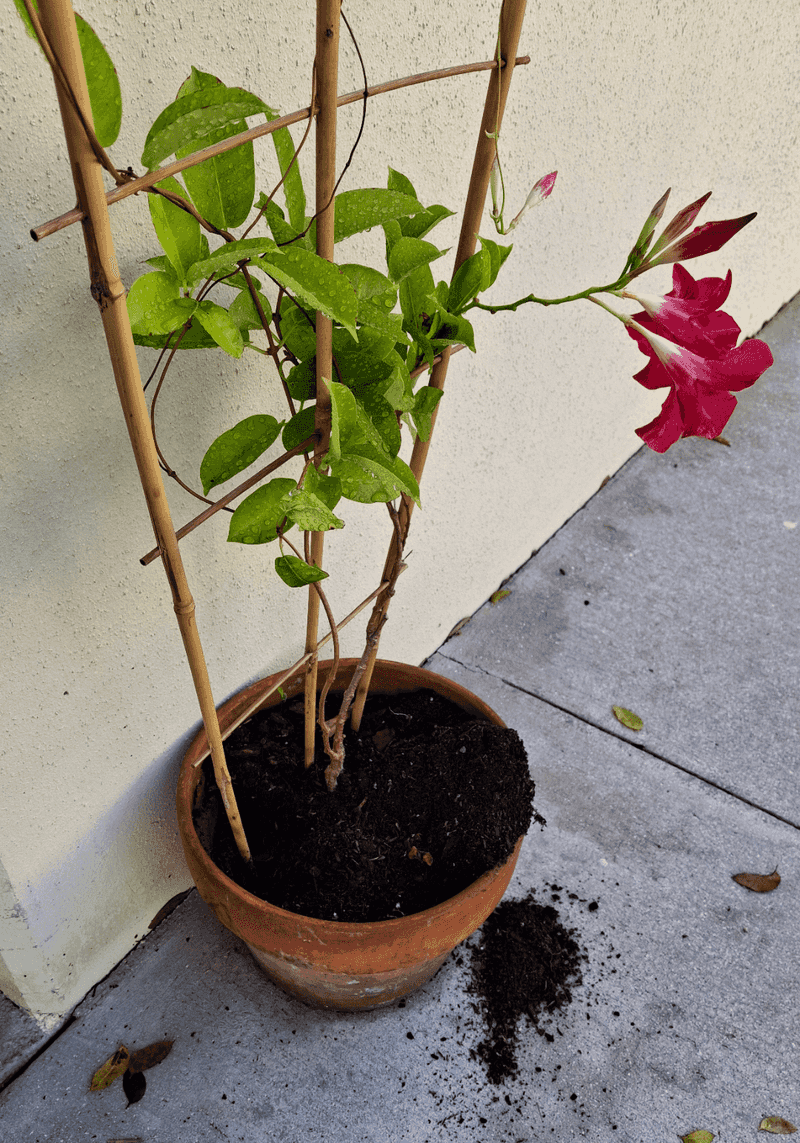 Freezing Temperatures Can Strip Mandevilla Back