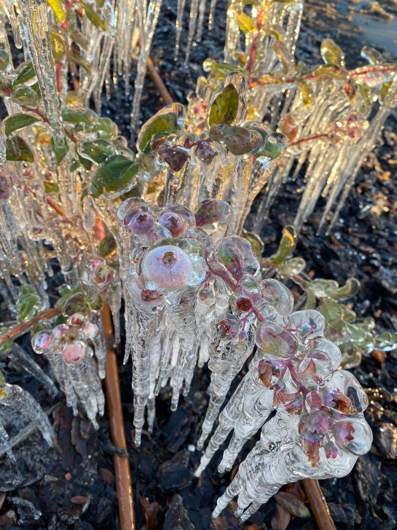 Freezing Water Releases Heat That Protects Your Plants