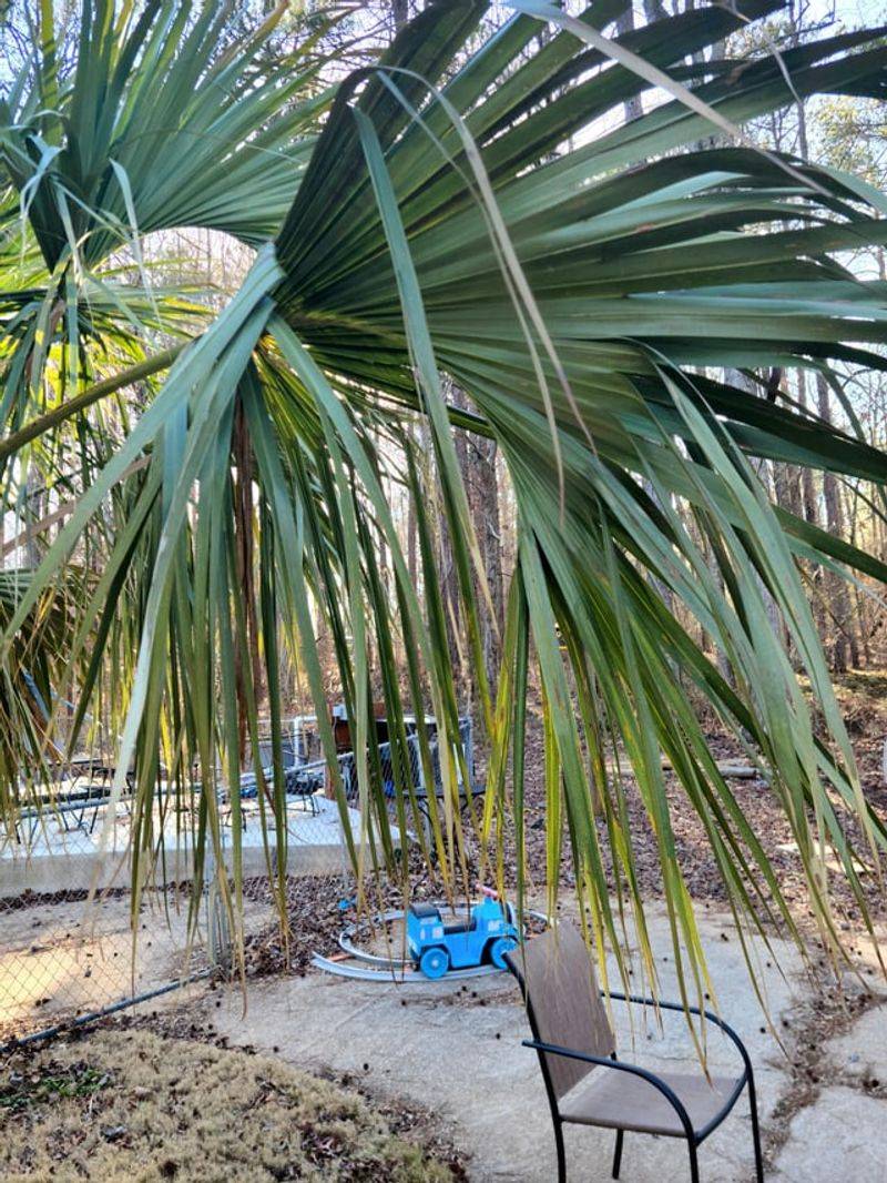 Freezing Weather Hits The Top Of The Palm Hardest