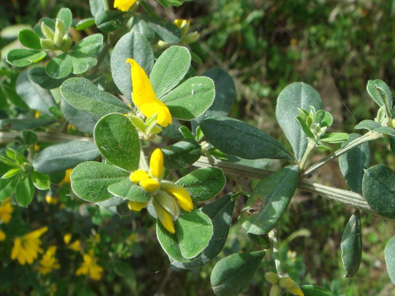 French Broom Invades Open Hillsides