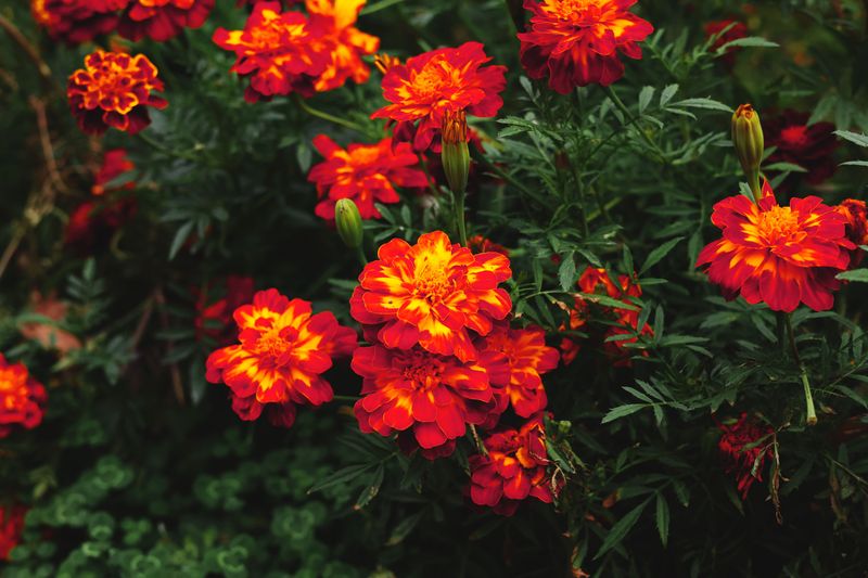 French Marigold French Marigold