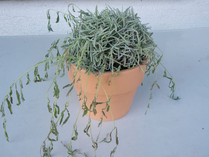 Frequent Watering Weakens Stems Frequent Watering Weakens Stems