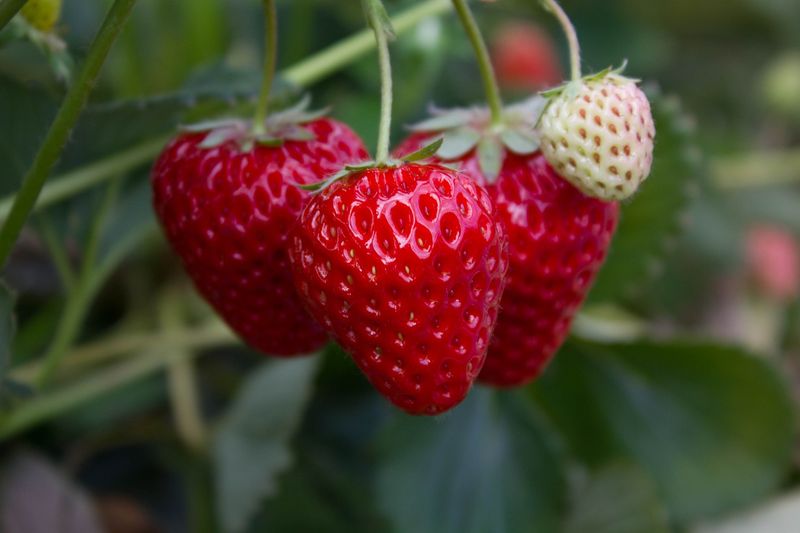 Fresh Berries Can Arrive Before The New Year Fresh Berries Can Arrive Before The New Year