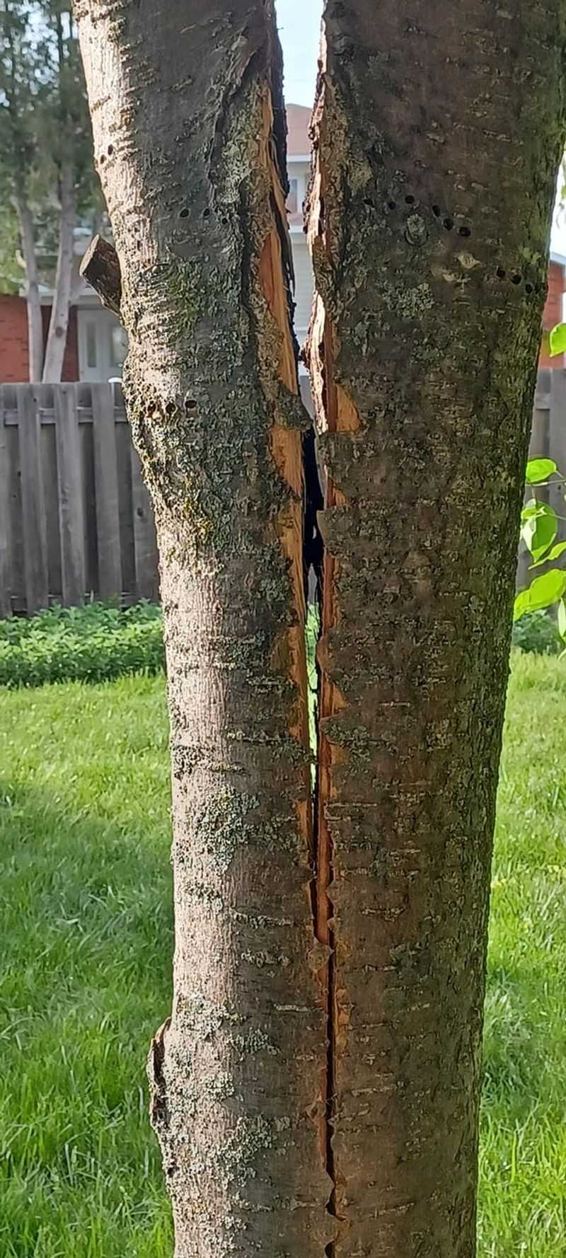 Fresh Cracks And Splits Often Hide Where Large Limbs Meet Fresh Cracks And Splits Often Hide Where Large Limbs Meet