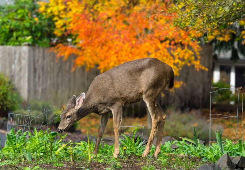 Fresh Fertilizer Can Make Plants More Tempting