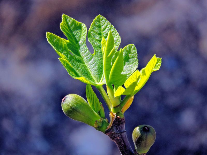 Fresh Fig Shoots In October Rarely Get Tough Enough For Frost