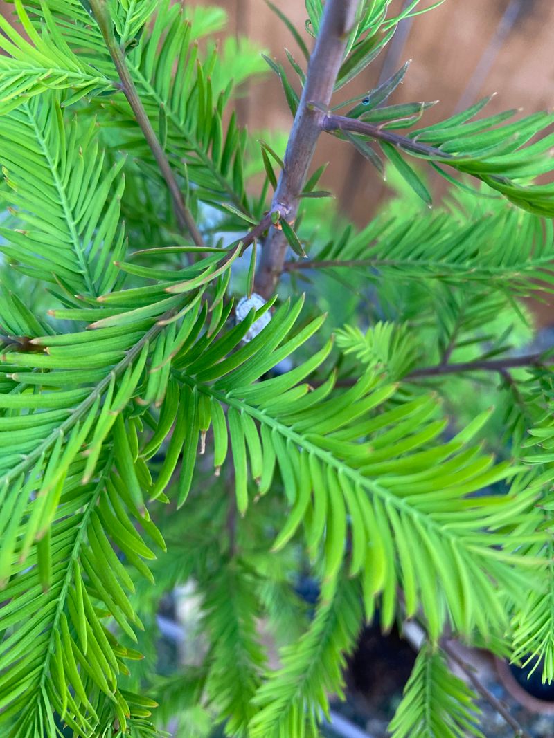 Fresh Green Growth Returns When Spring Temperatures Rise Fresh Green Growth Returns When Spring Temperatures Rise