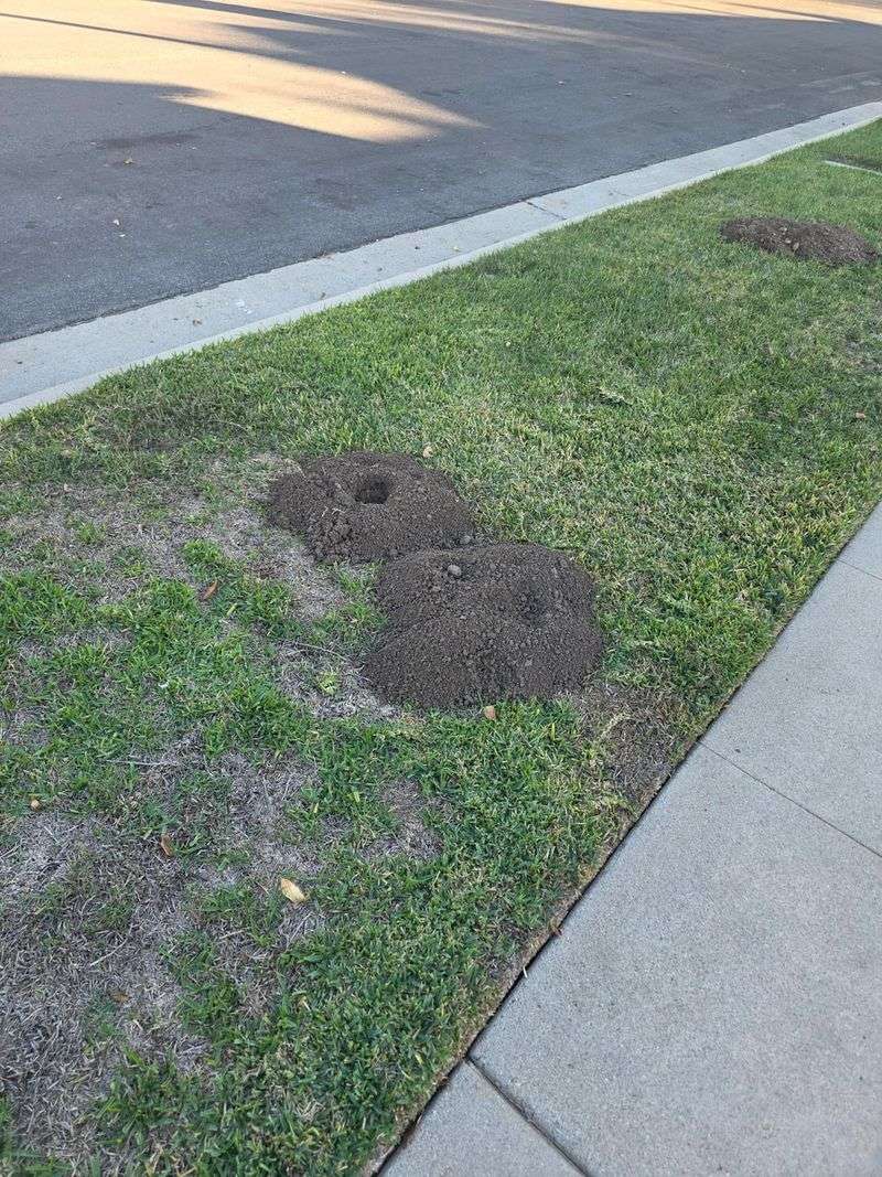 Fresh Growth Draws Them Toward The Surface