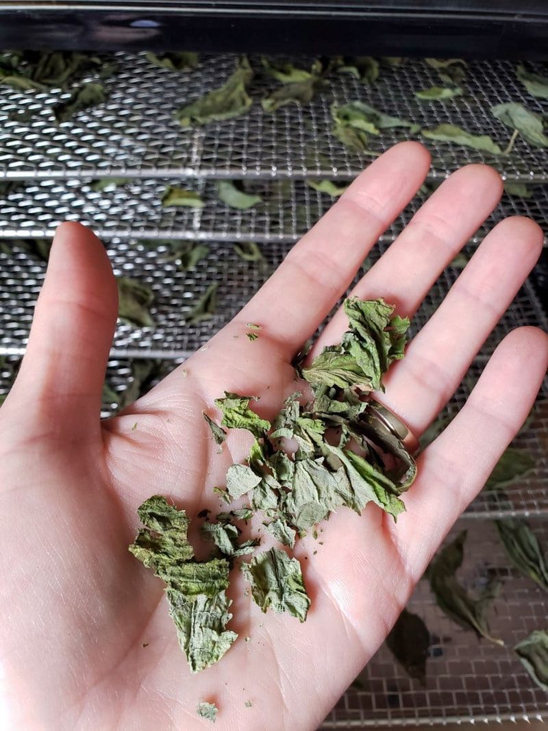 Fresh Herbs Can Be Harvested And Dried For Winter Use Fresh Herbs Can Be Harvested And Dried For Winter Use