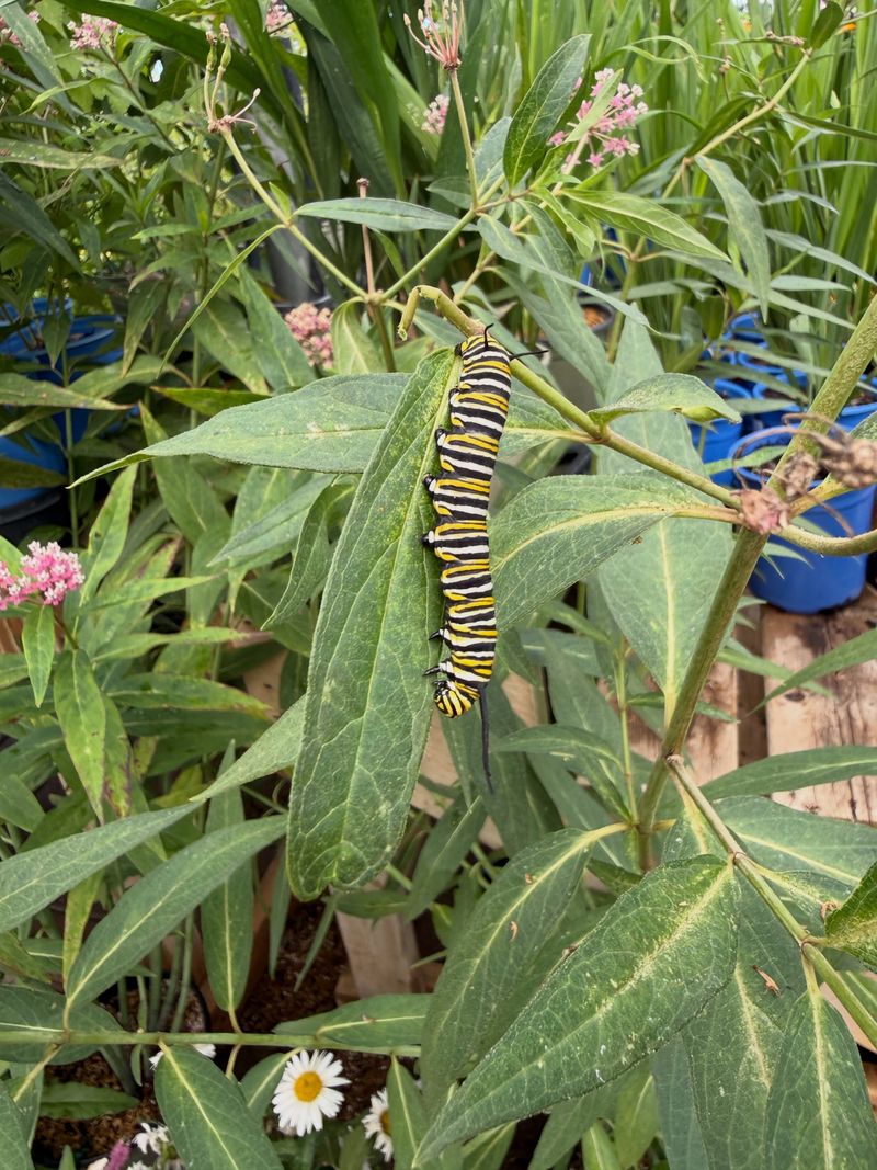 Fresh Leaves Late In The Season May Encourage Off-Season Breeding