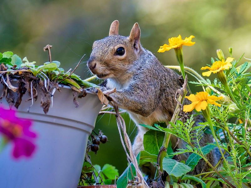 Fresh, Loose Potting Soil Makes An Easy Place To Dig Fresh, Loose Potting Soil Makes An Easy Place To Dig
