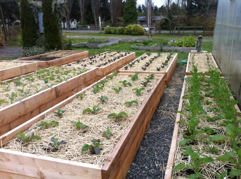 Fresh Mulch Locks In New Moisture