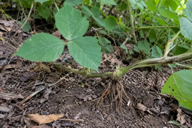 Fresh Roots Sprouting From Vine Joints Fresh Roots Sprouting From Vine Joints