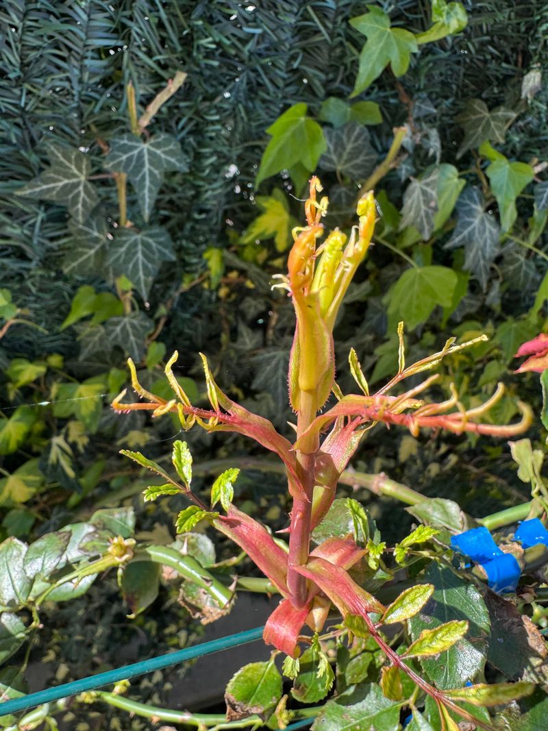 Fresh Shoots Freeze Before They Can Toughen Up