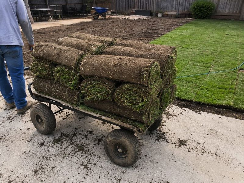 Fresh Sod Faces A Different Challenge When Cold Weather Is Close