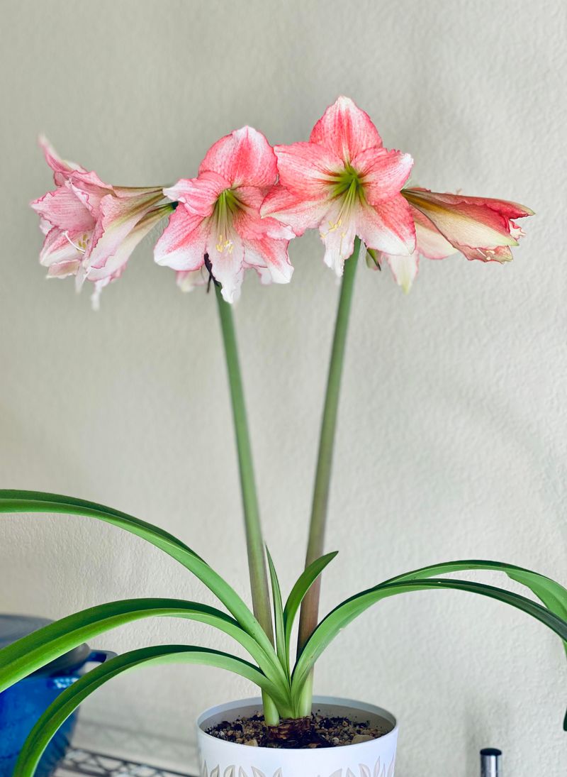 Fresh Water And A Bright, Warm Spot Wake The Bulb Back Up
