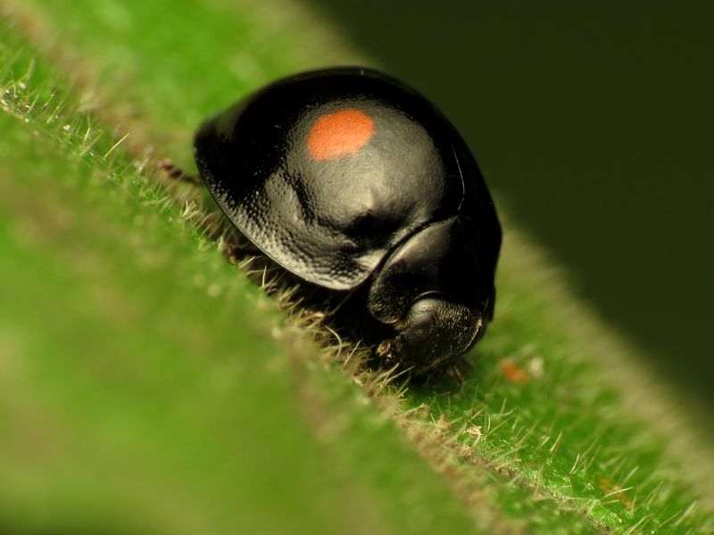 Friendly Ladybugs Help Crape Myrtles