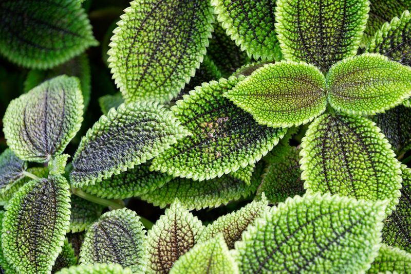 Friendship Plant Wrapped In Quilted Leaves Friendship Plant Wrapped In Quilted Leaves
