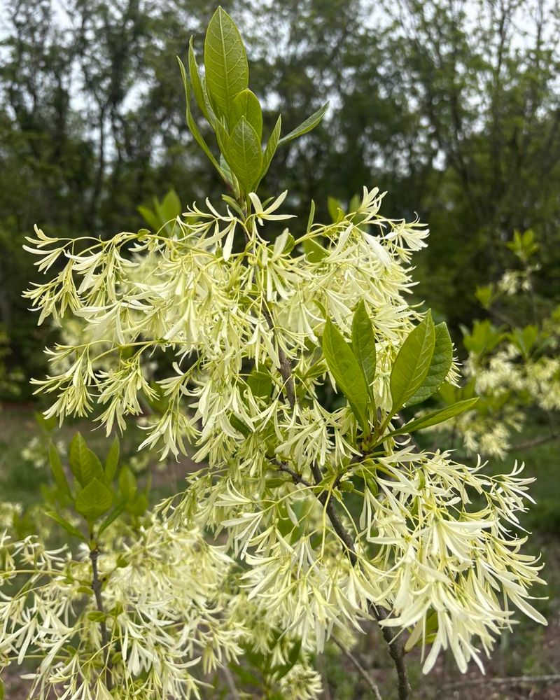 Fringe Tree's Fleecy White Blooms Fill Spring Borders