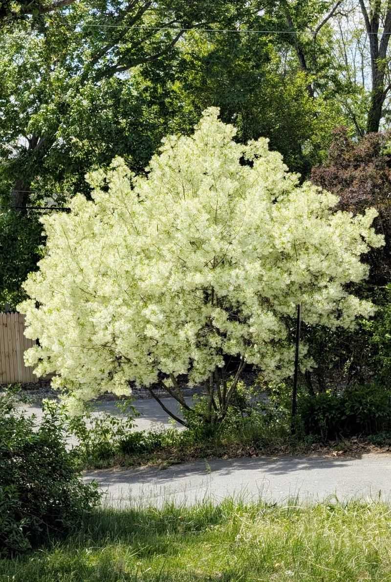 Fringetree For Airy Shade And Fluffy Blooms Fringetree For Airy Shade And Fluffy Blooms