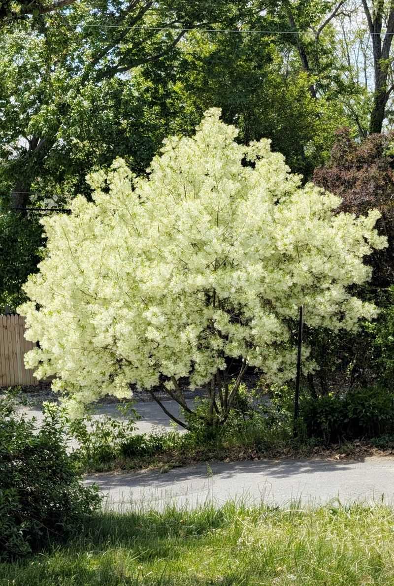 Fringetree For Clouds Of White Spring Blossoms Fringetree For Clouds Of White Spring Blossoms