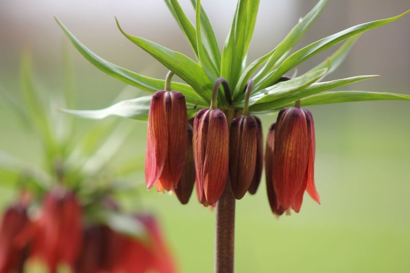 Fritillaria, Including The Showy Crown Imperial Fritillaria, Including The Showy Crown Imperial