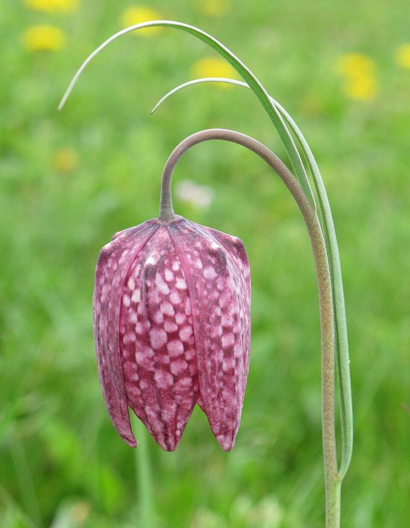 Fritillaria