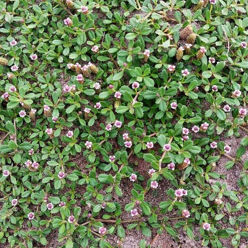 Frogfruit may suit low-traffic parts of a low-desert yard