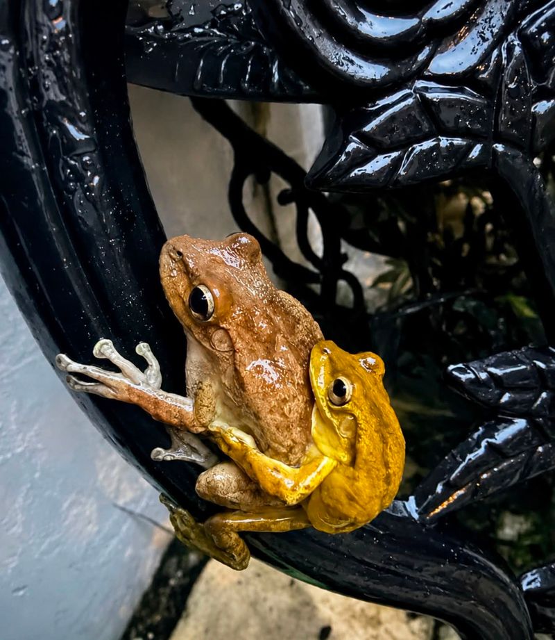 Frogs And Toads Bring Snakes To Dinner Frogs And Toads Bring Snakes To Dinner