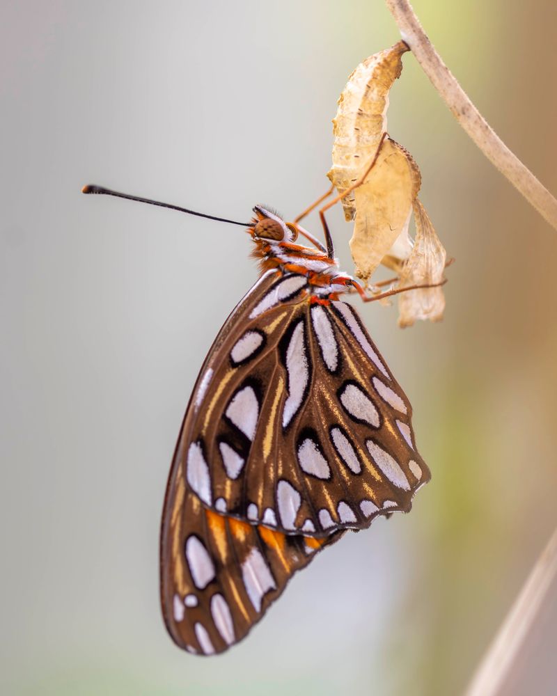 From Chrysalis To Wings In Backyard From Chrysalis To Wings In Backyard