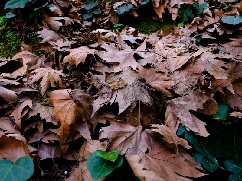 From Summer Eggs To Winter Nap Beneath The Leaf Blanket From Summer Eggs To Winter Nap Beneath The Leaf Blanket