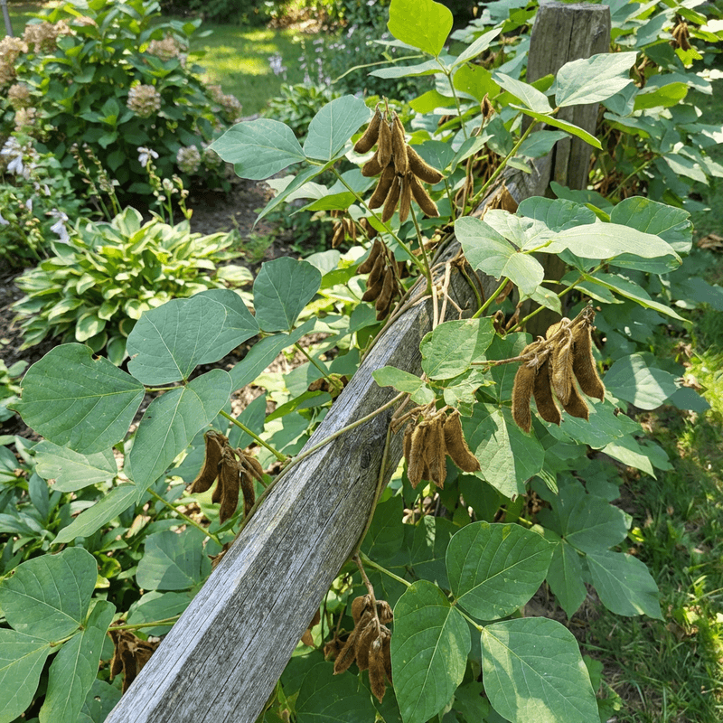 Frost-Browned Leaves Can No Longer Absorb A Treatment