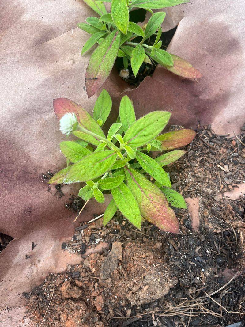 Frost Can Damage Blooms Still Left On The Plant