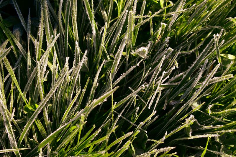Frost Can Show Up As Early As Late August Frost Can Show Up As Early As Late August
