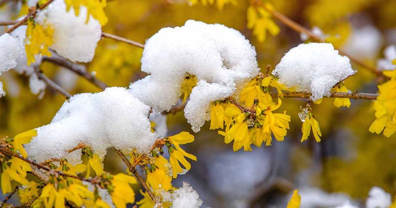 Frost Can Turn Fresh Petals And Tender Shoots To Mush