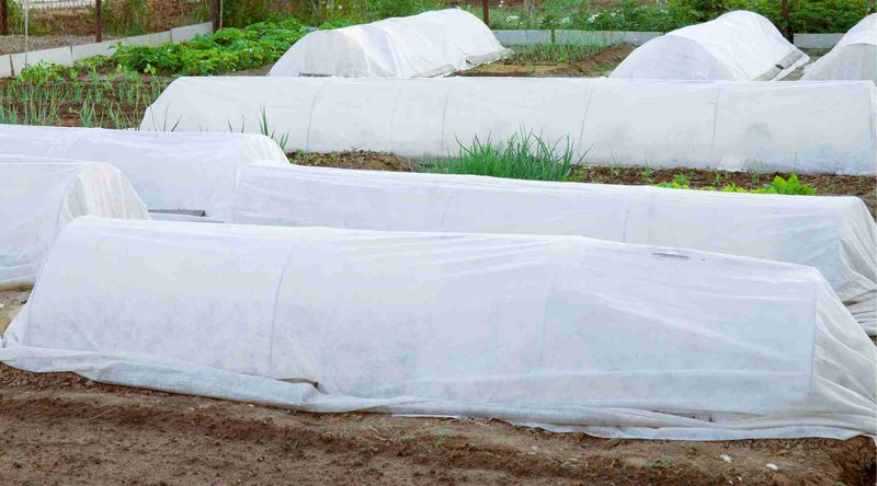Frost Cloth And Sheets Both Trap Ground Heat