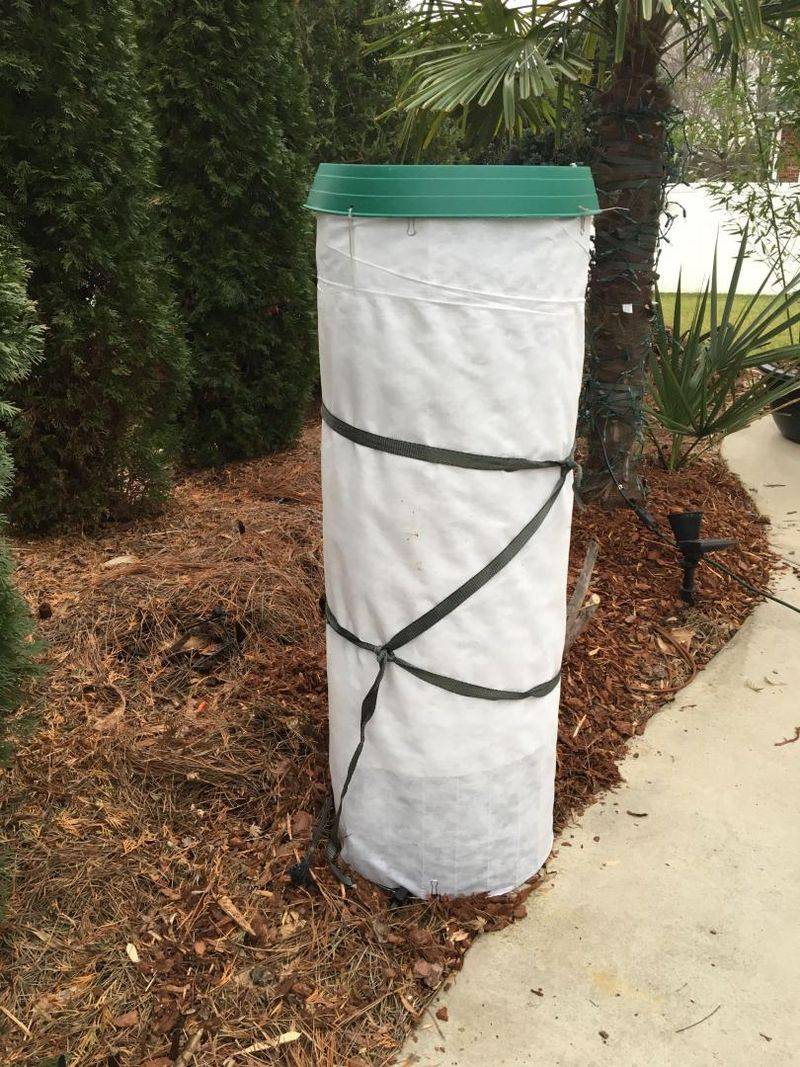Frost Cloth Can Help Protect Smaller Palms During Cold Snaps