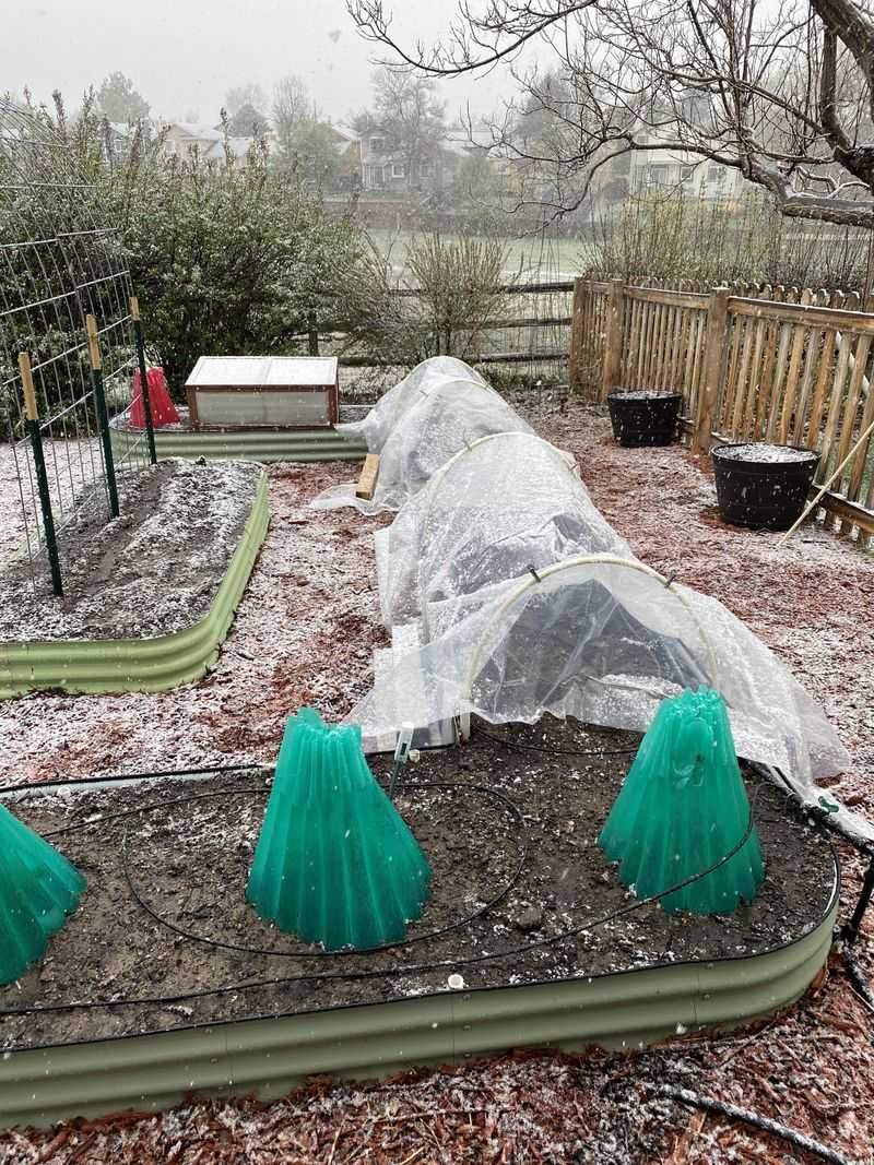 Frost Cloth On Cold Nights Buys You Extra Time Frost Cloth On Cold Nights Buys You Extra Time
