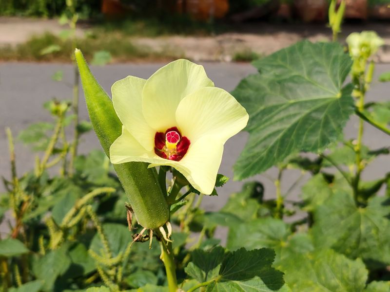 Frost Cloth Over Okra Can Save A Whole Week Of Pods