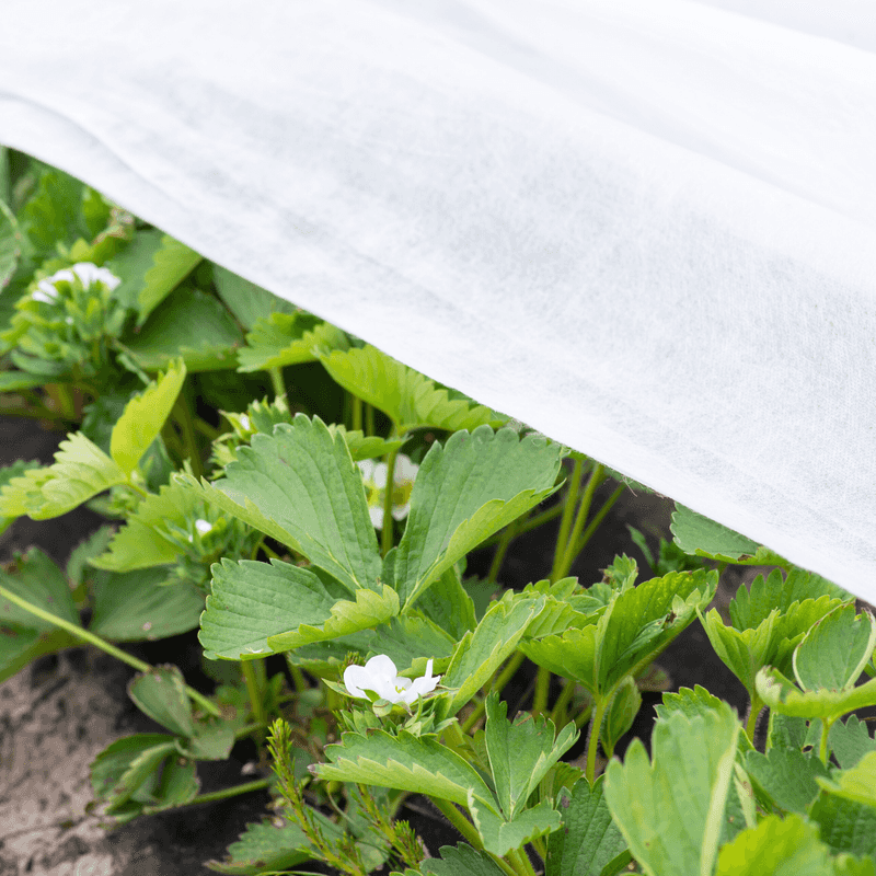 Frost Cloth Protects Blooms Frost Cloth Protects Blooms