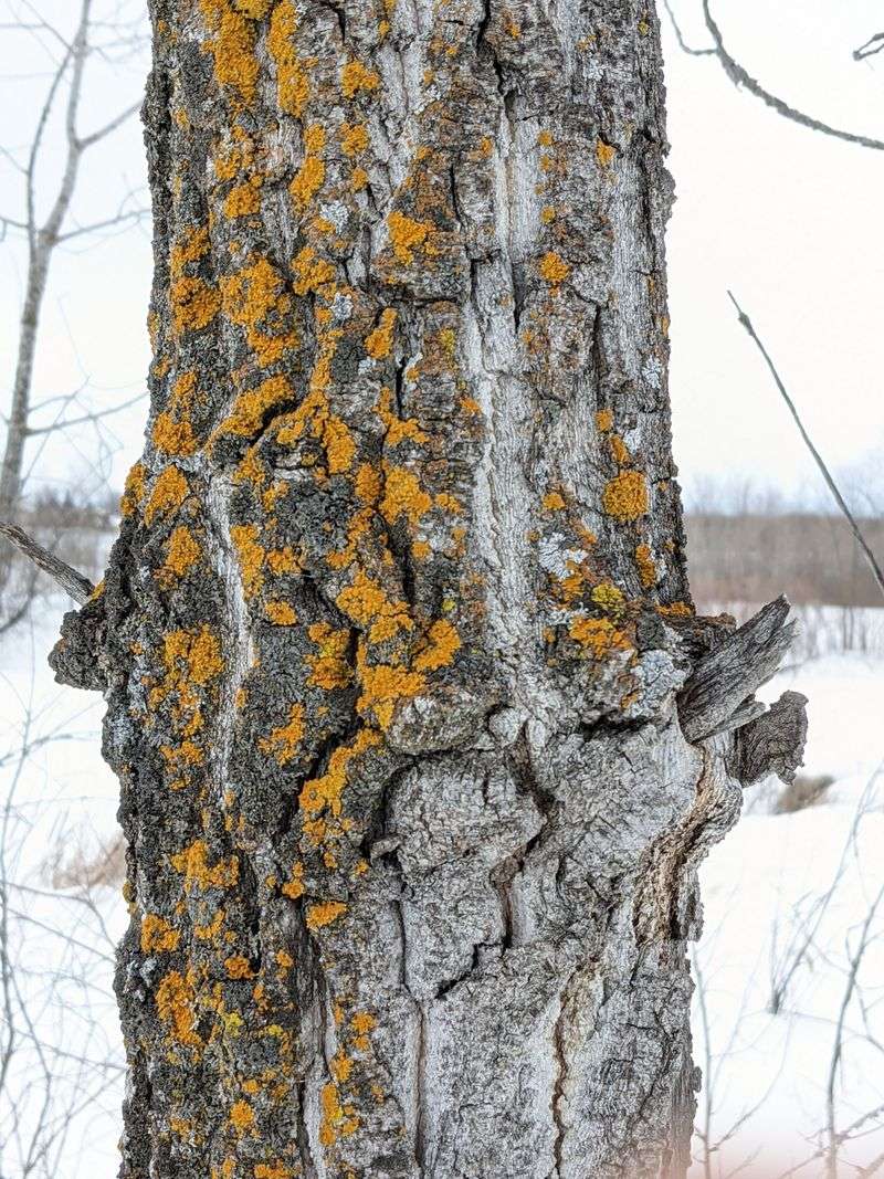 Frost Cracks Can Trouble Sun-Warmed Trunks Frost Cracks Can Trouble Sun-Warmed Trunks
