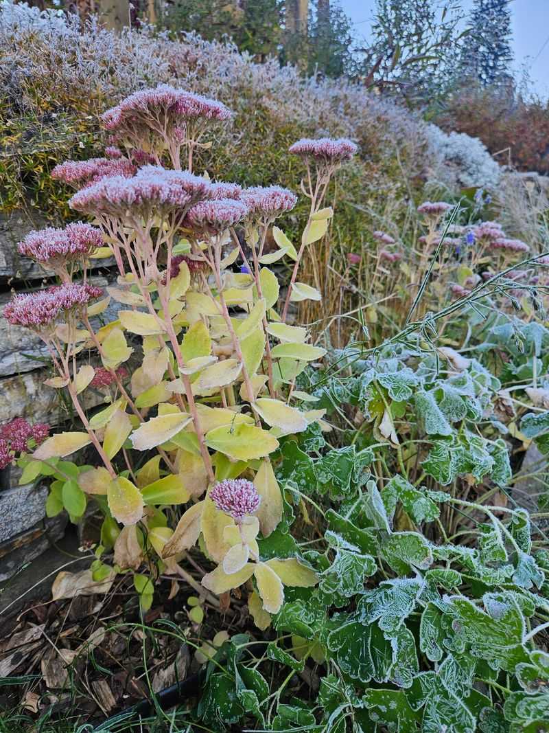 Frost Dates That Shift By Weeks