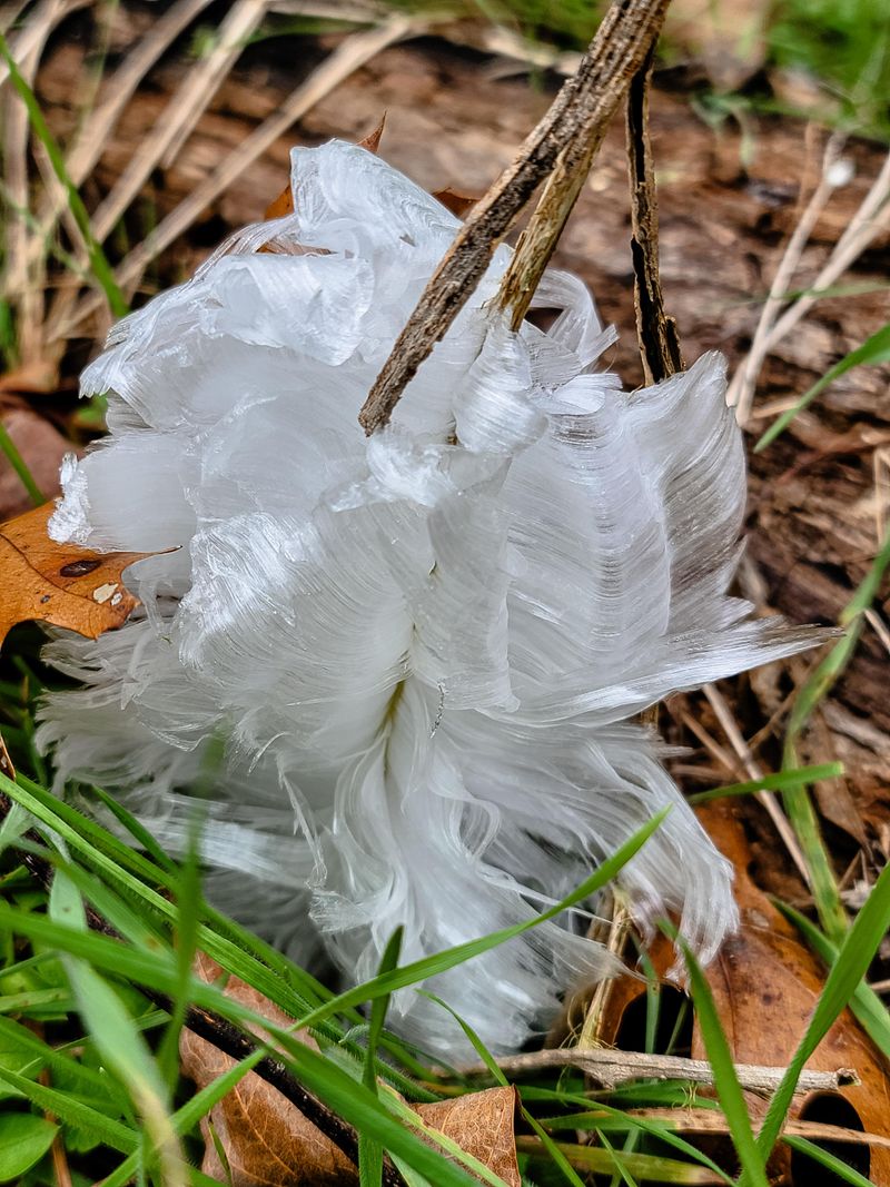 Frost Flowers Are Made Of Ice, Not Petals