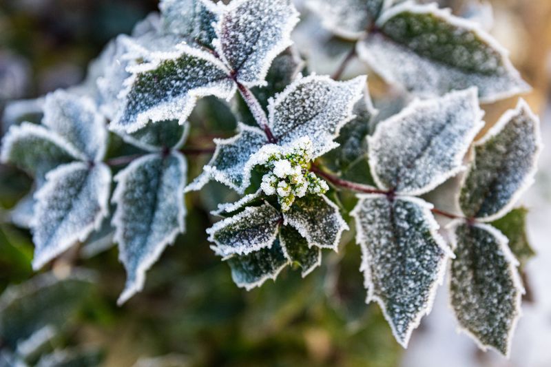 Frost Freezes Water Inside Tender Leaves Frost Freezes Water Inside Tender Leaves